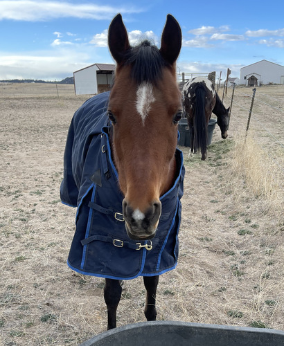 Blanketed Horse