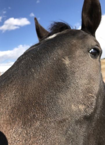 Horse Smiling